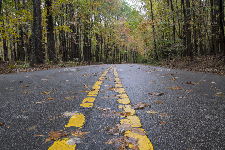 An Autumn Road