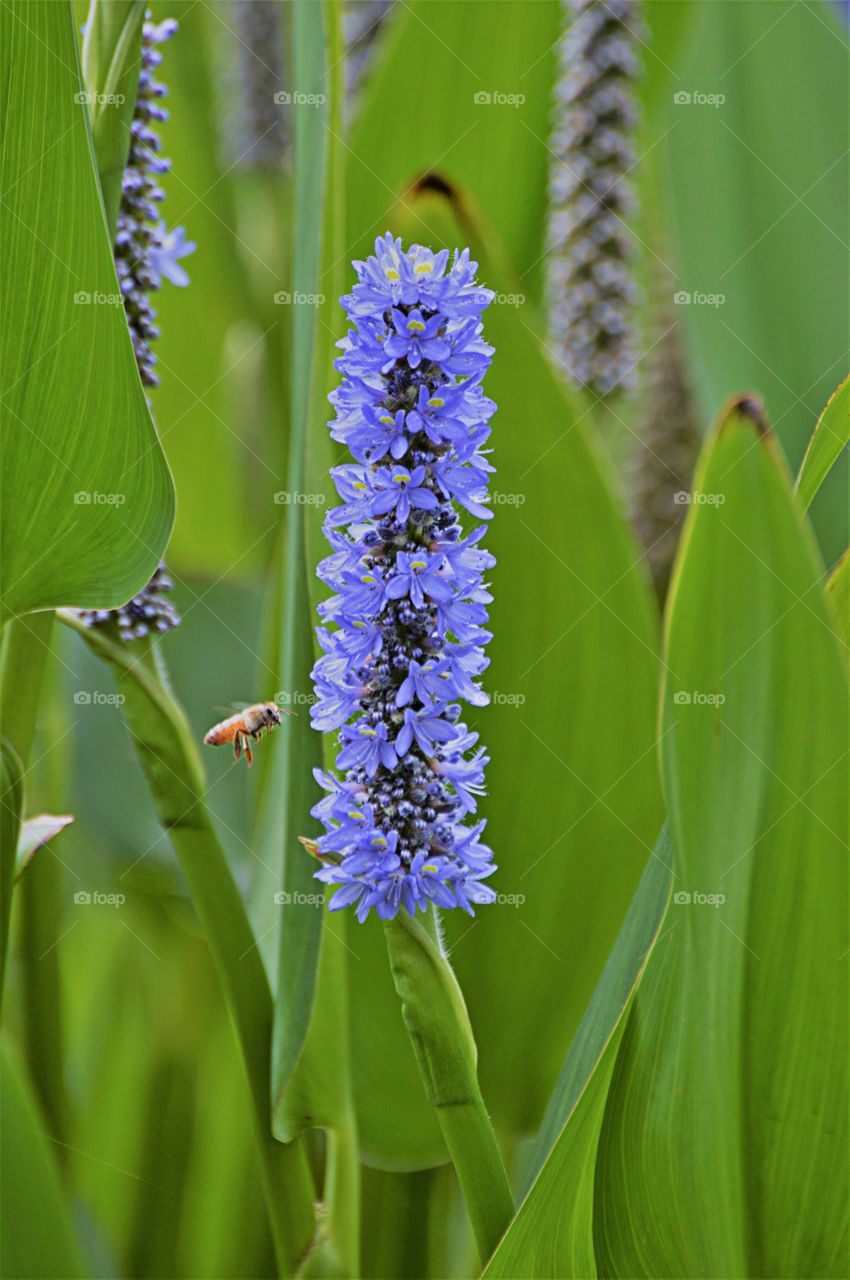 close up of a bee flying towards a purple flower. insect plant life, natures pollinator
