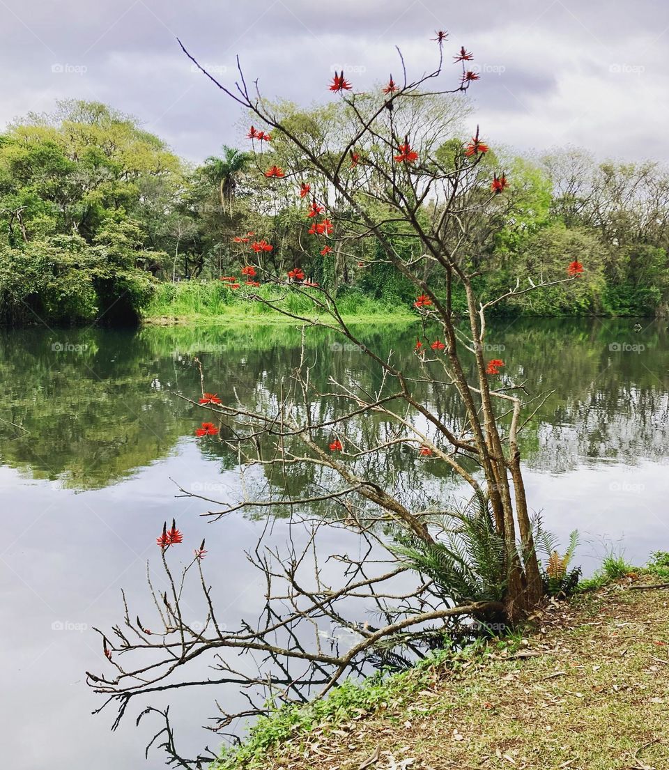 🇺🇸 The beauty of Ibirapuera Park, in São Paulo (Brazil).  Long live Nature and its beauty! / 🇧🇷 A beleza do Parque do Ibirapuera, em São Paulo (Brasil). Viva a Natureza e a sua beleza!