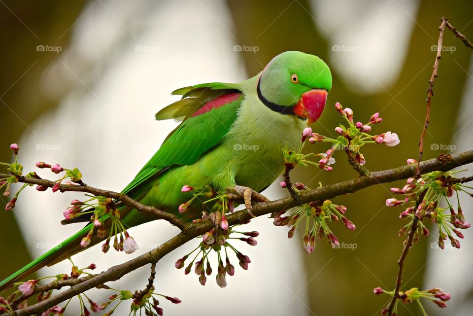 green Bird