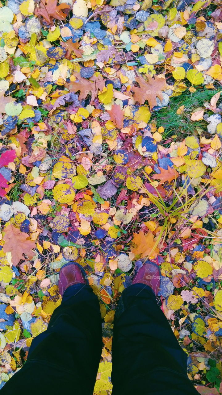 fall