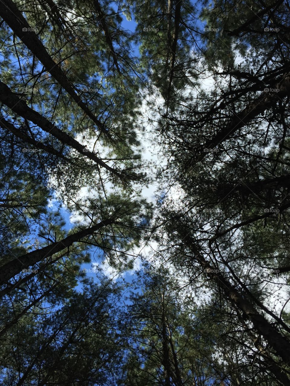 Low angle view of trees in forest