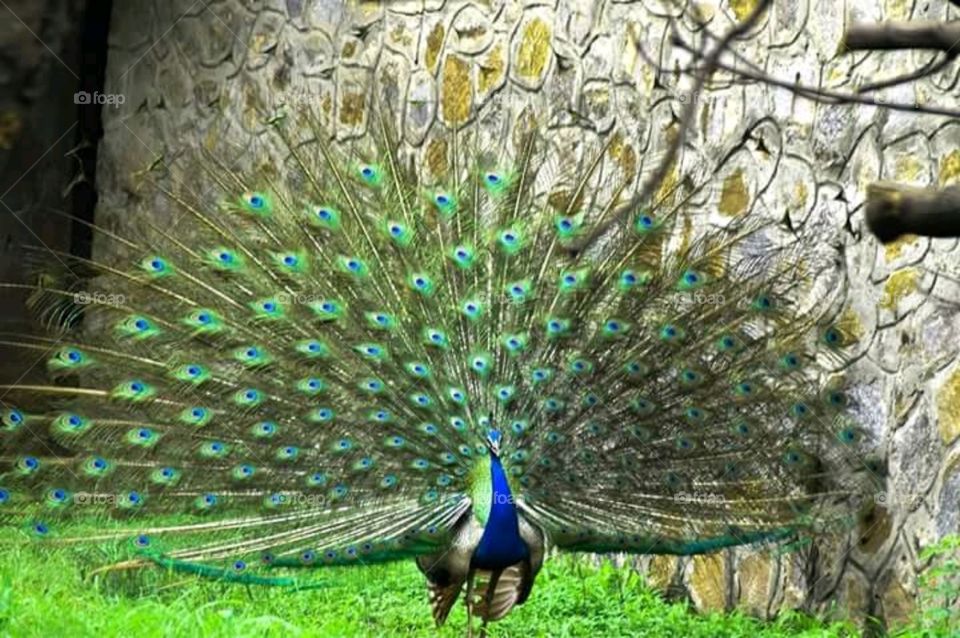 The most valuable and rare activities of peacock.
Dancing on our style😍😍😍😍😍😍🙂🙂🙂🙂