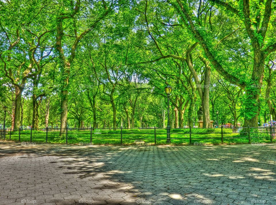 An HDR photograph of Central Park in New York City