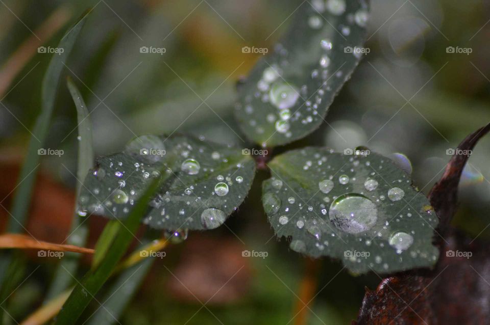 macro dew on the autumn leaves