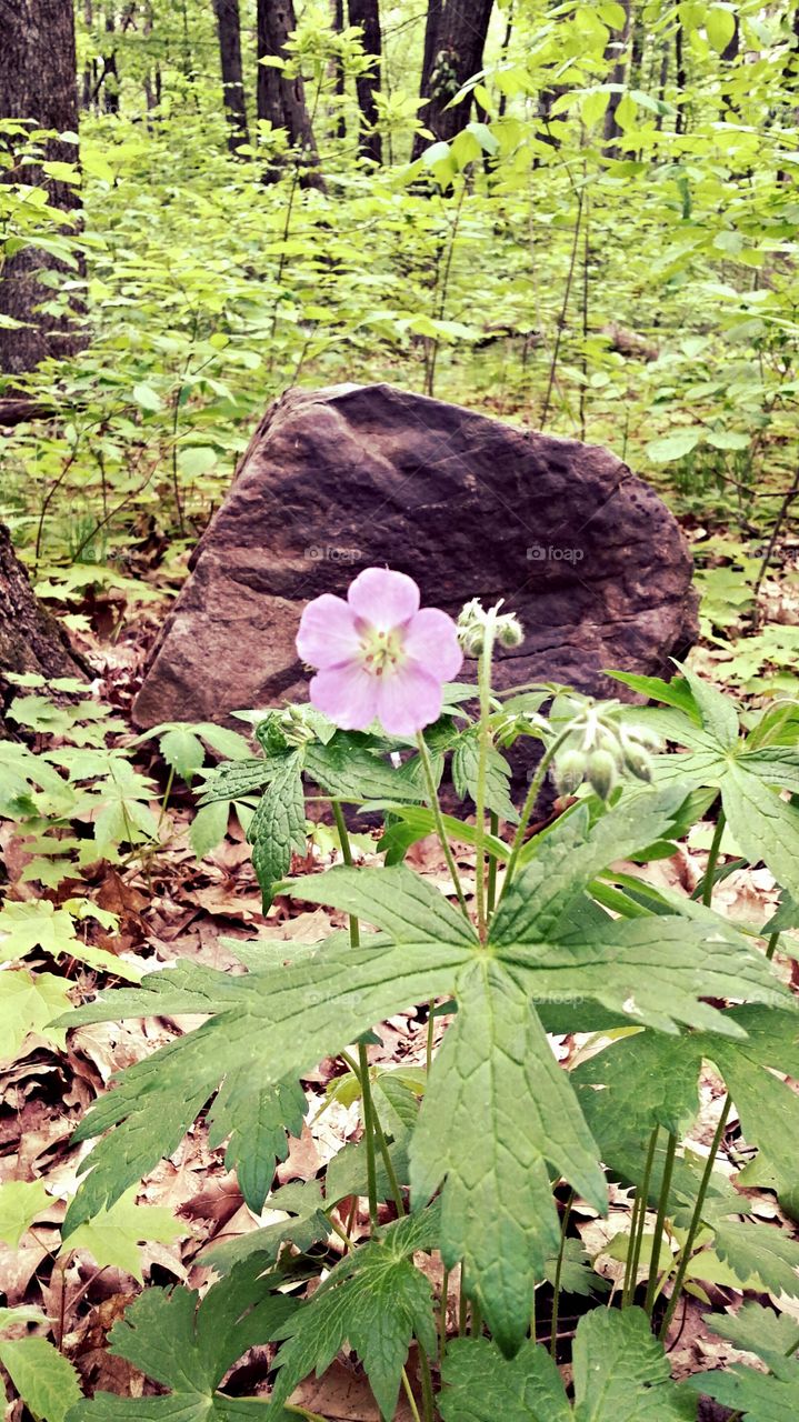 Spring in bloom. Devils Lake trails