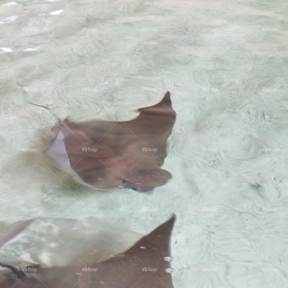 Stingray in Action
