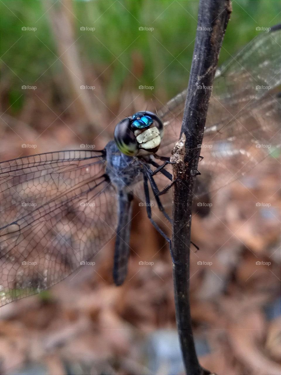 Attractive dragonfly.