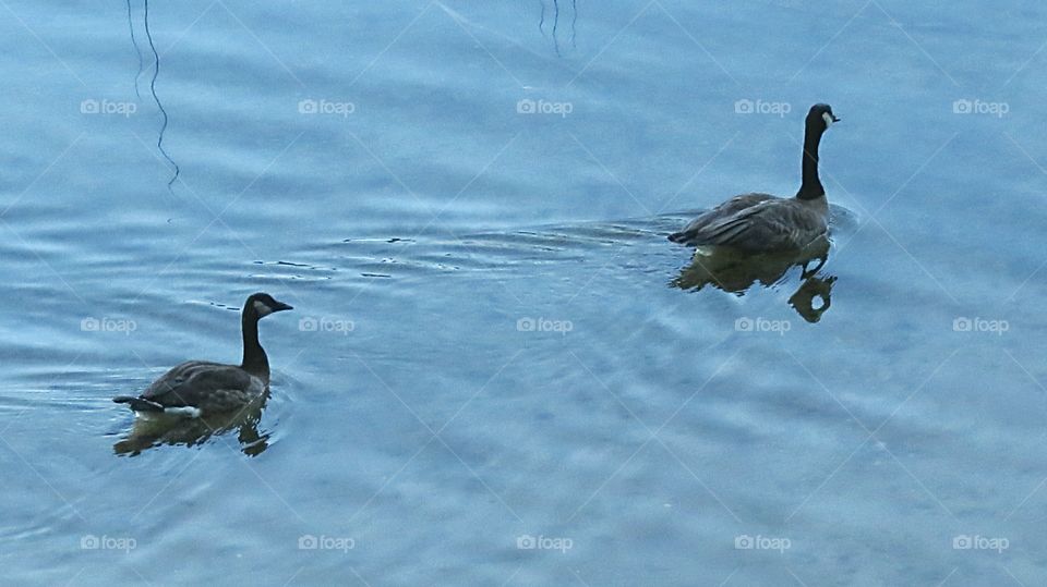 Geese Reflections on water