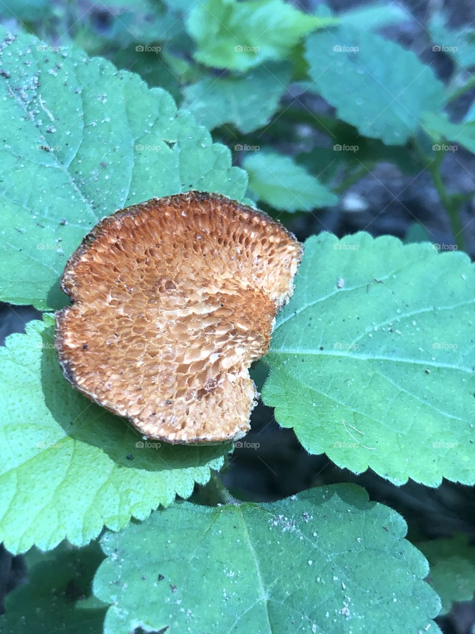 Intricate gill pattern on tiny piece of dried mushroom 