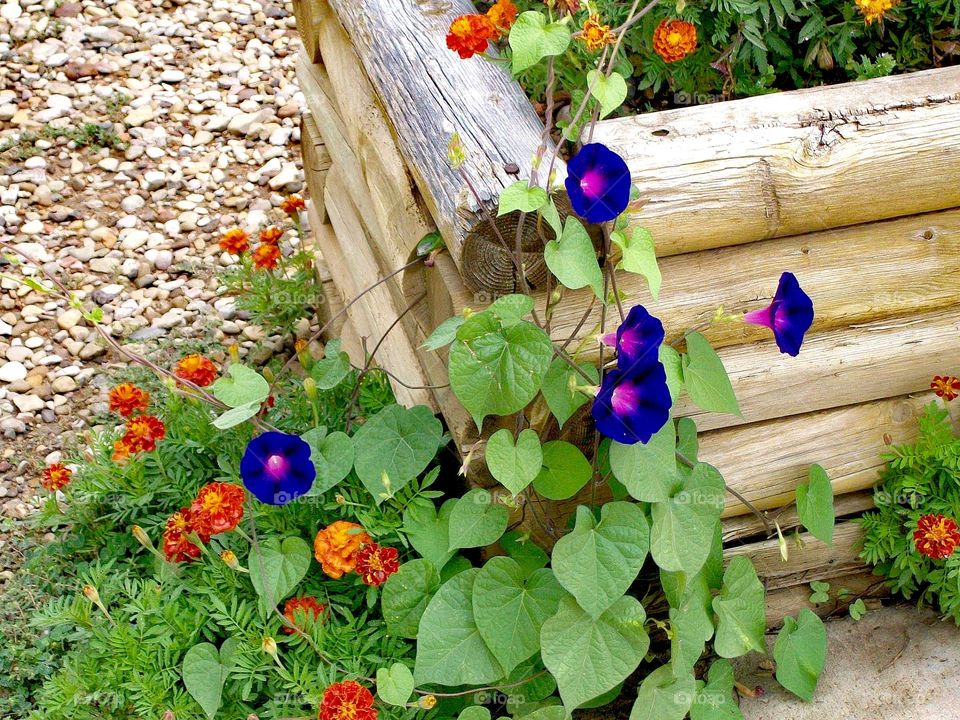 Over flowing the planter