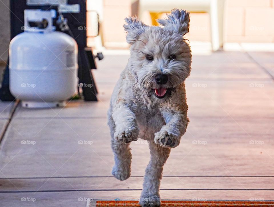Our very happy wheaten terrier comes running with a big smile on her face on a perfect spring morning