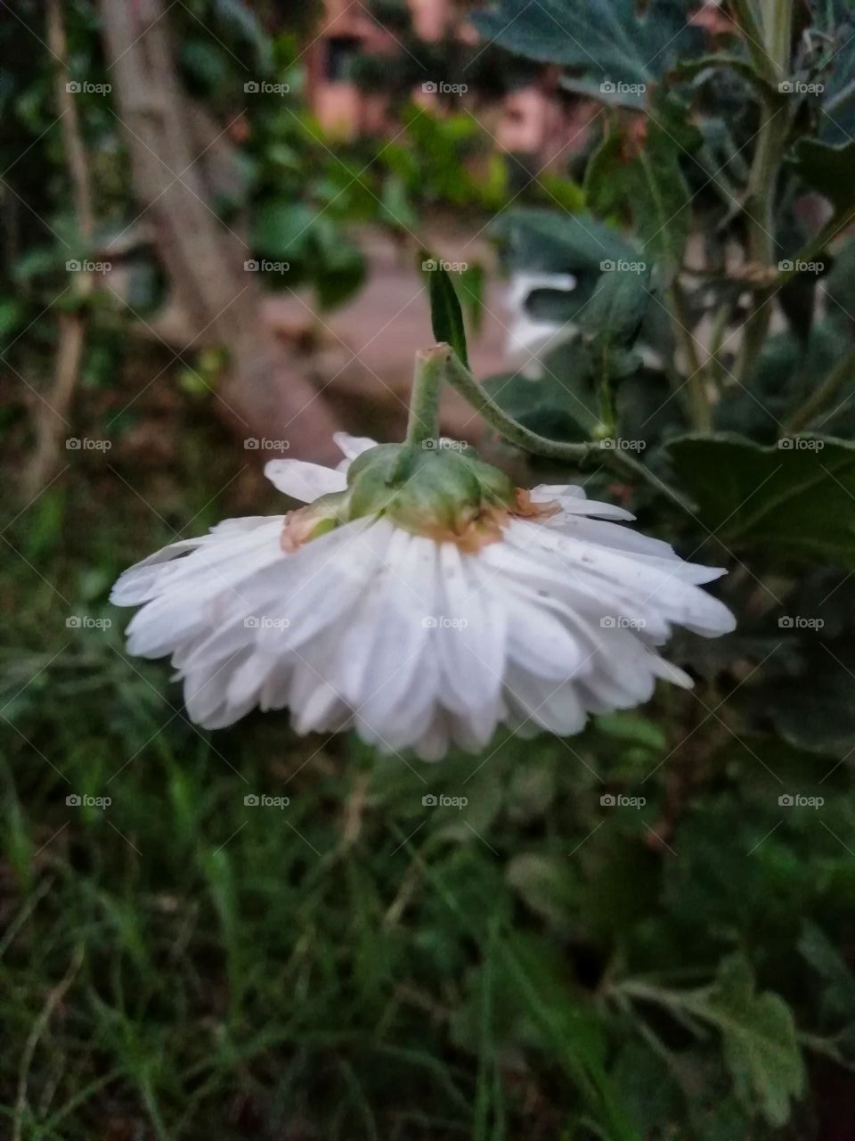 A white flower with broken stem.