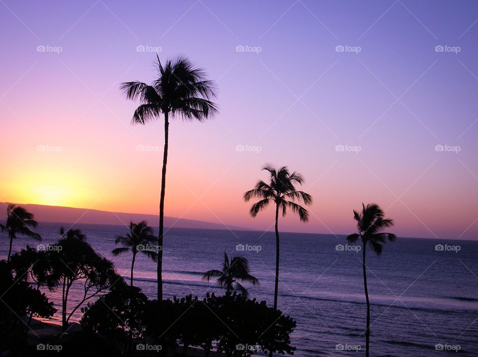 Purple sky at sunset. Color, colour, purple, lilac, sunset, silhouette, palm trees