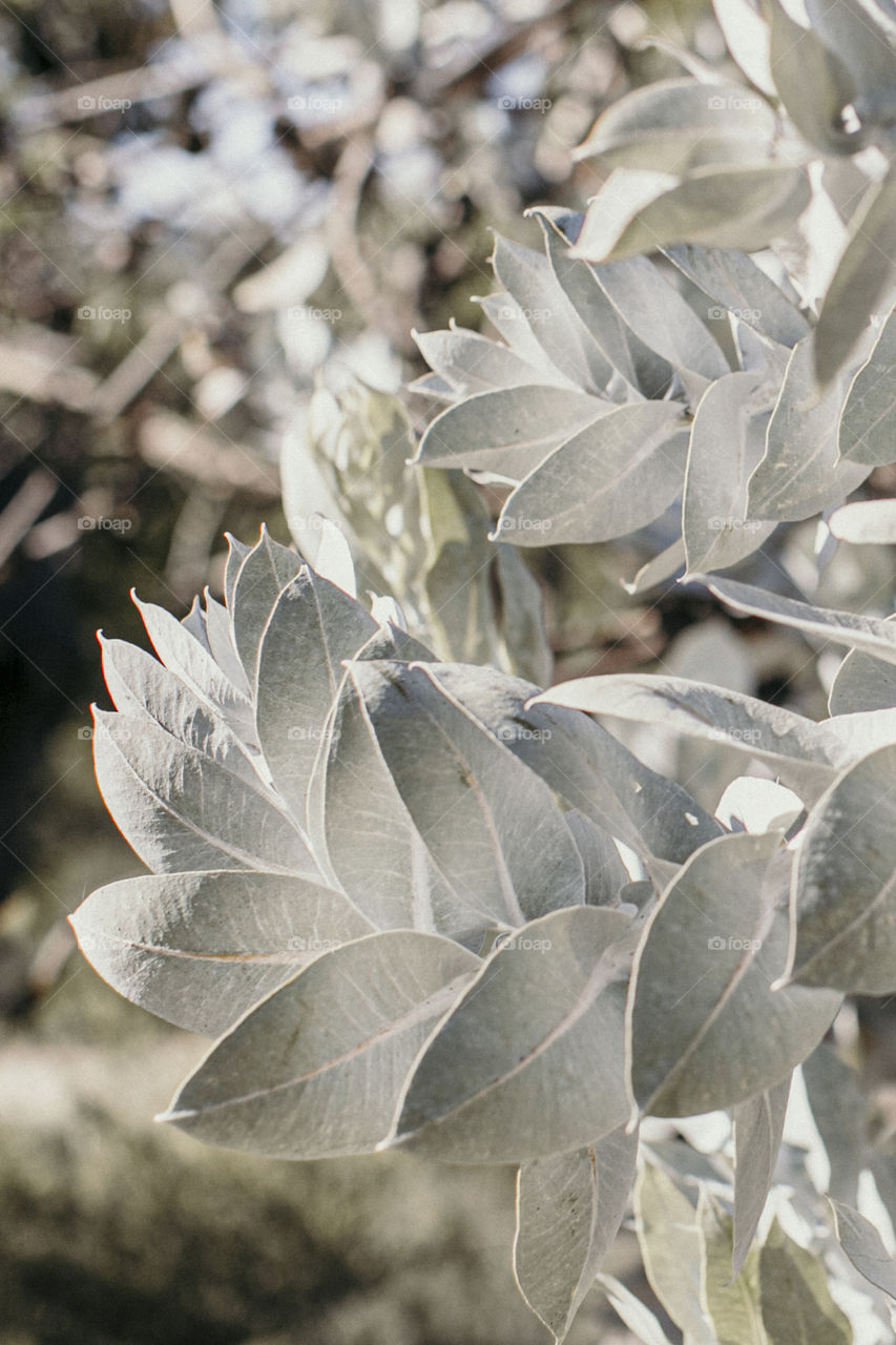 Eucalyptus gunnii leaves close up