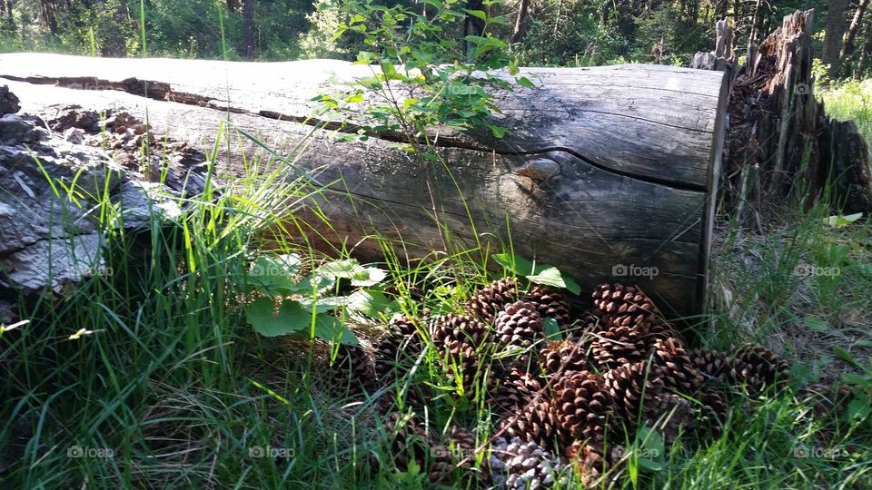 pine cones collected at base of a fallen tree. early spring morning with crisp cool air and warm sun shining. absolutely Montana perfection