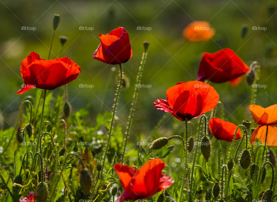 red red poppies