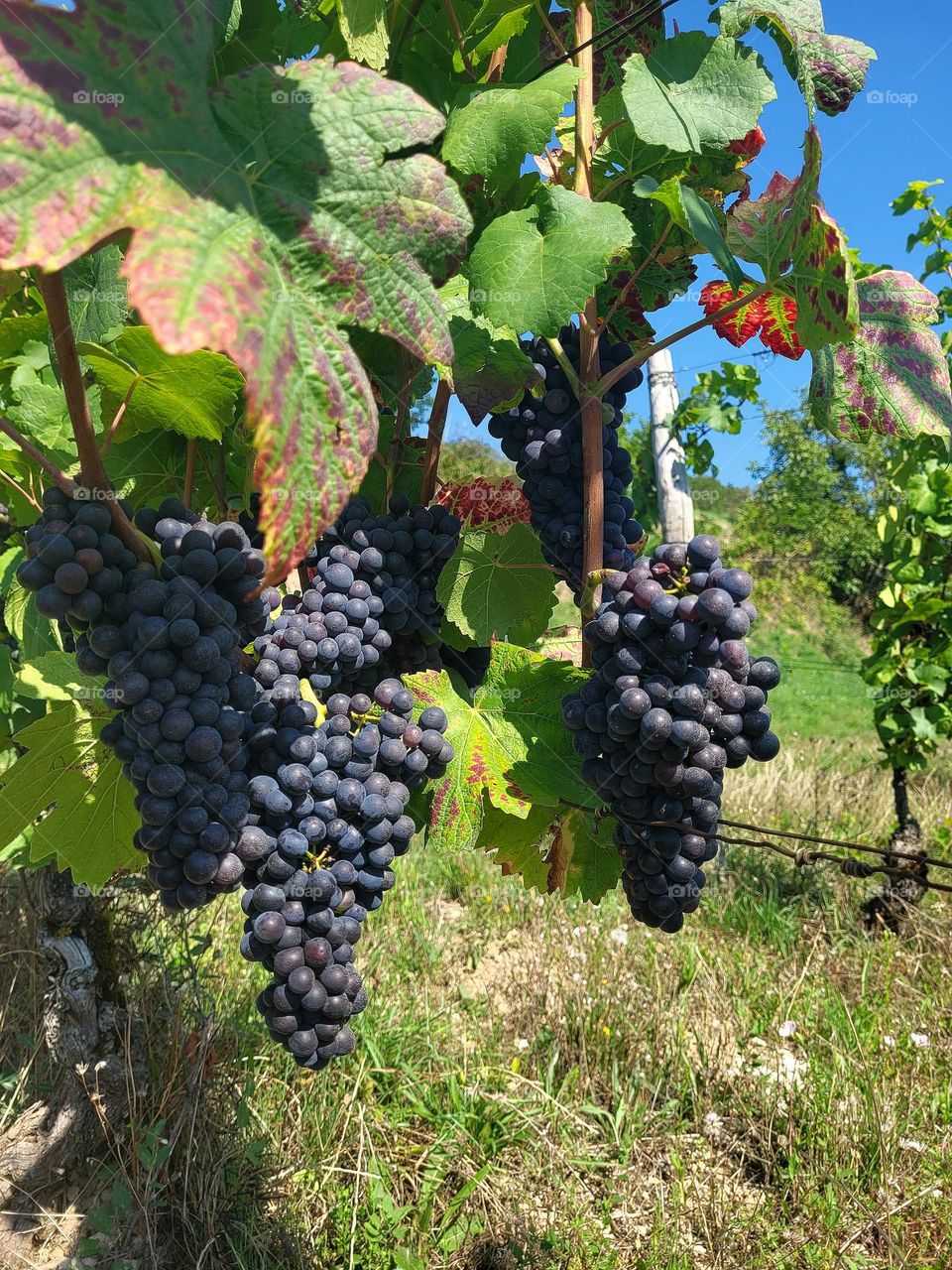 Multiple black grapes growing in French vineyard.