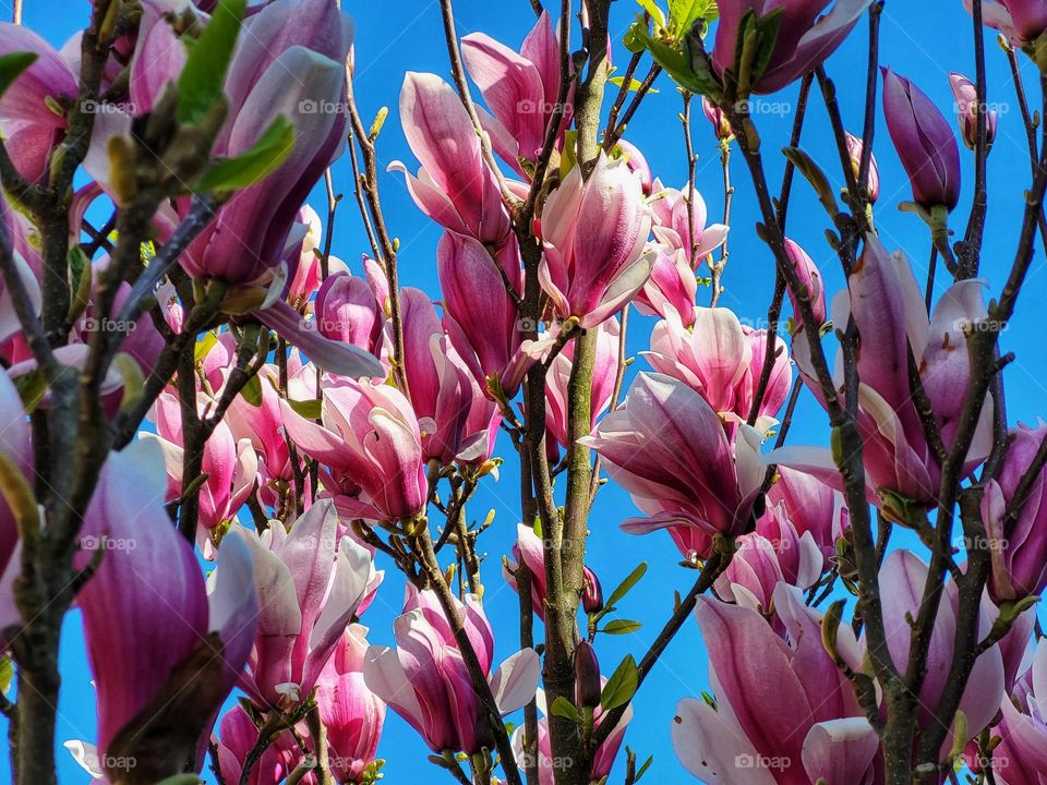 With my head between the magnolia's i feel as if step into the spring in a ferrytale