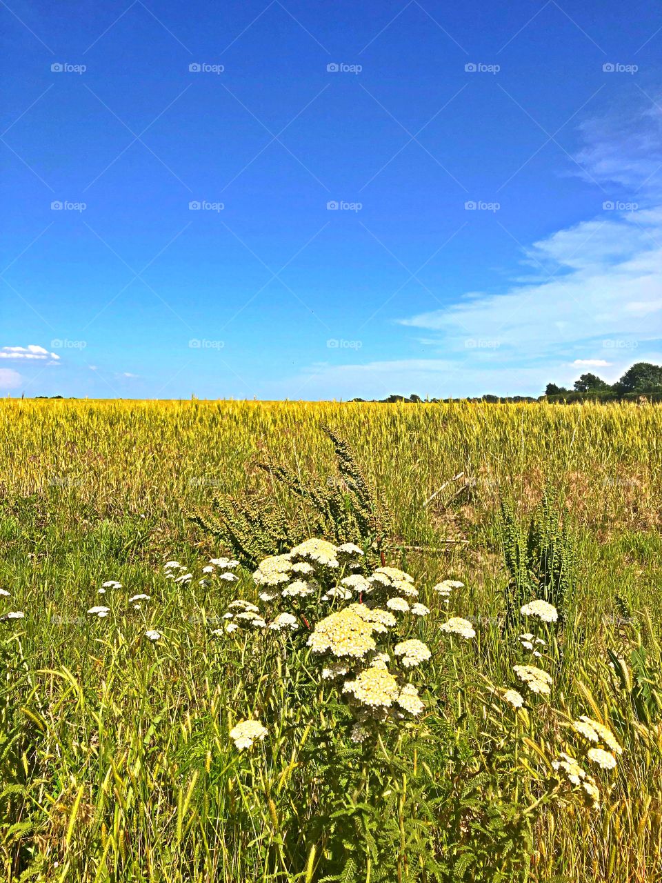 Lovely field in summer 