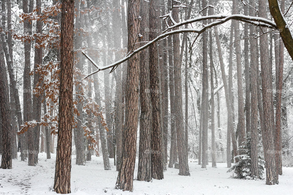 Winter in the forest, tree trunks and snow