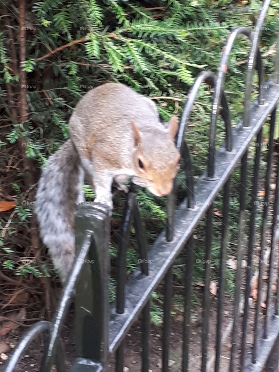 Squirrel On A Fence