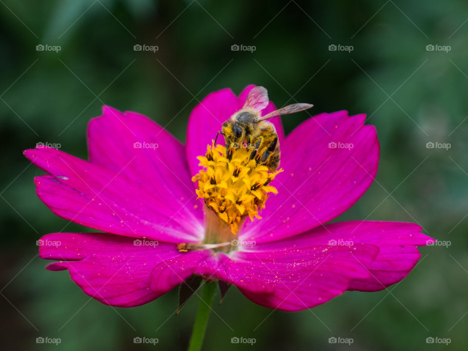 Bee with pollen and nectar