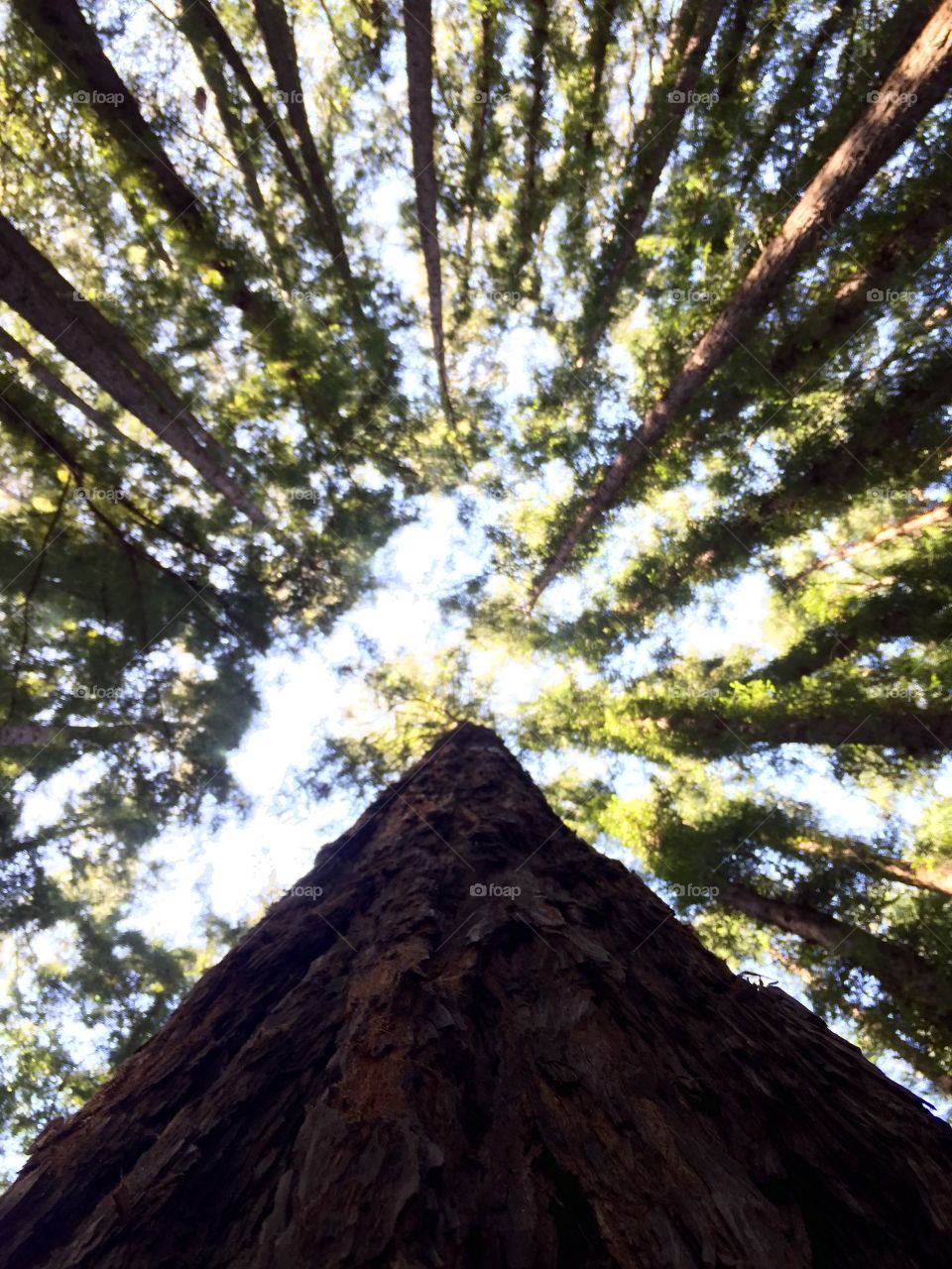 Looking up!. The trees in Miller road just outside San Francisco. In the "Star wars forest". 
