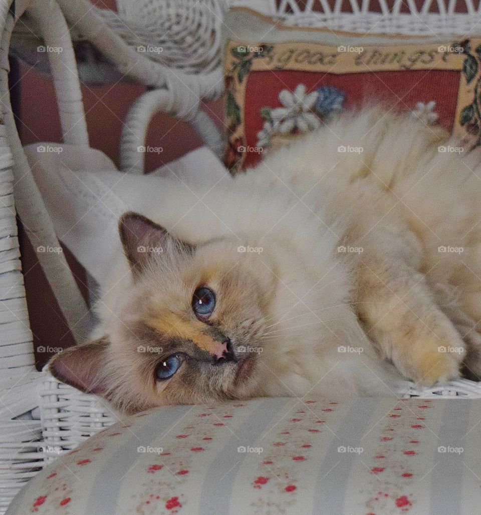 Ragdoll cat in wicker chair