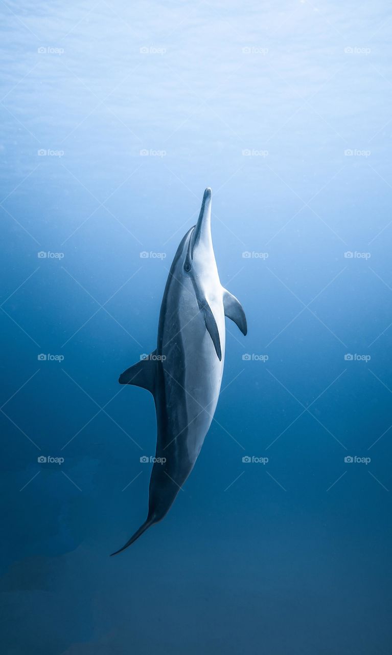 The spinner dolphin is a small dolphin found in off-shore tropical waters around the world.