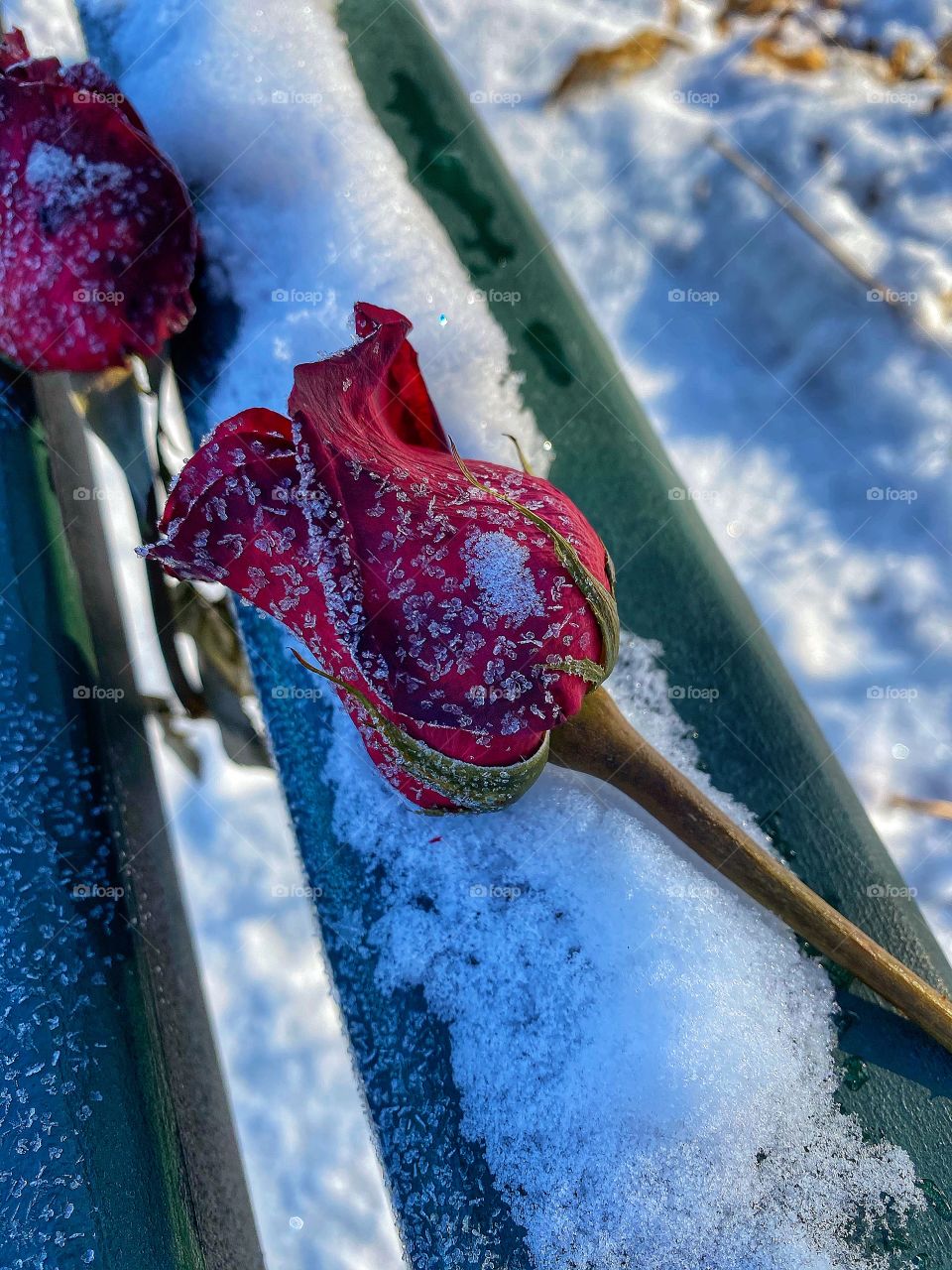 A rose frozen in time 