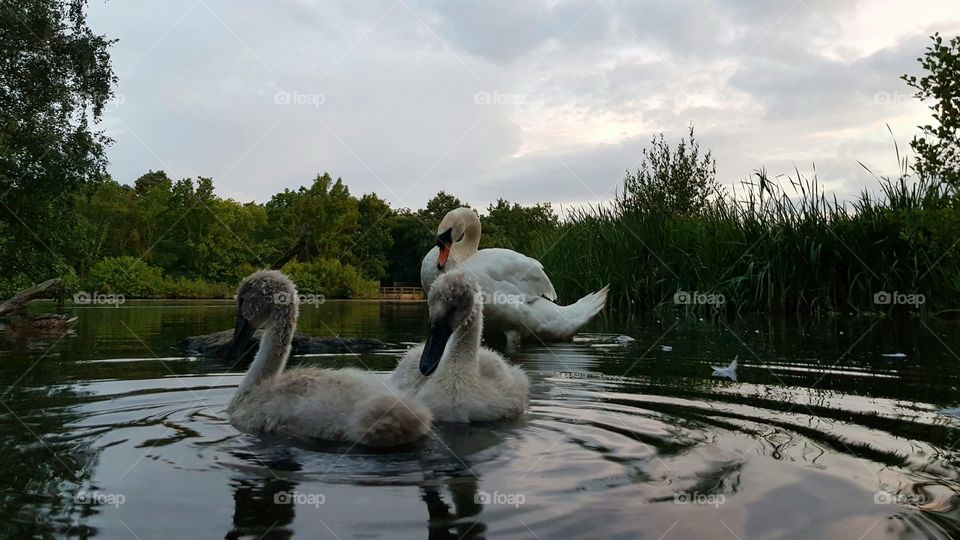 swans