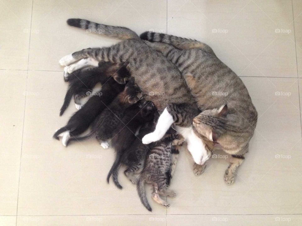 Lovely cat family