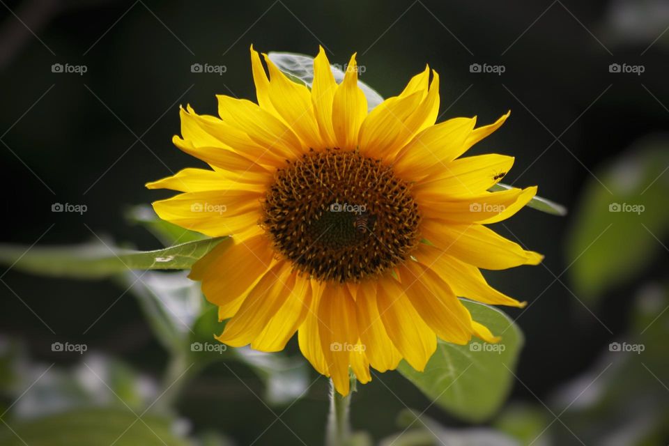 sunflower
