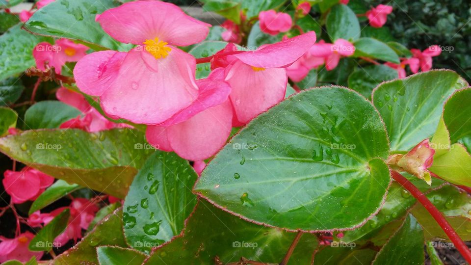 Nature, Leaf, Flower, No Person, Flora