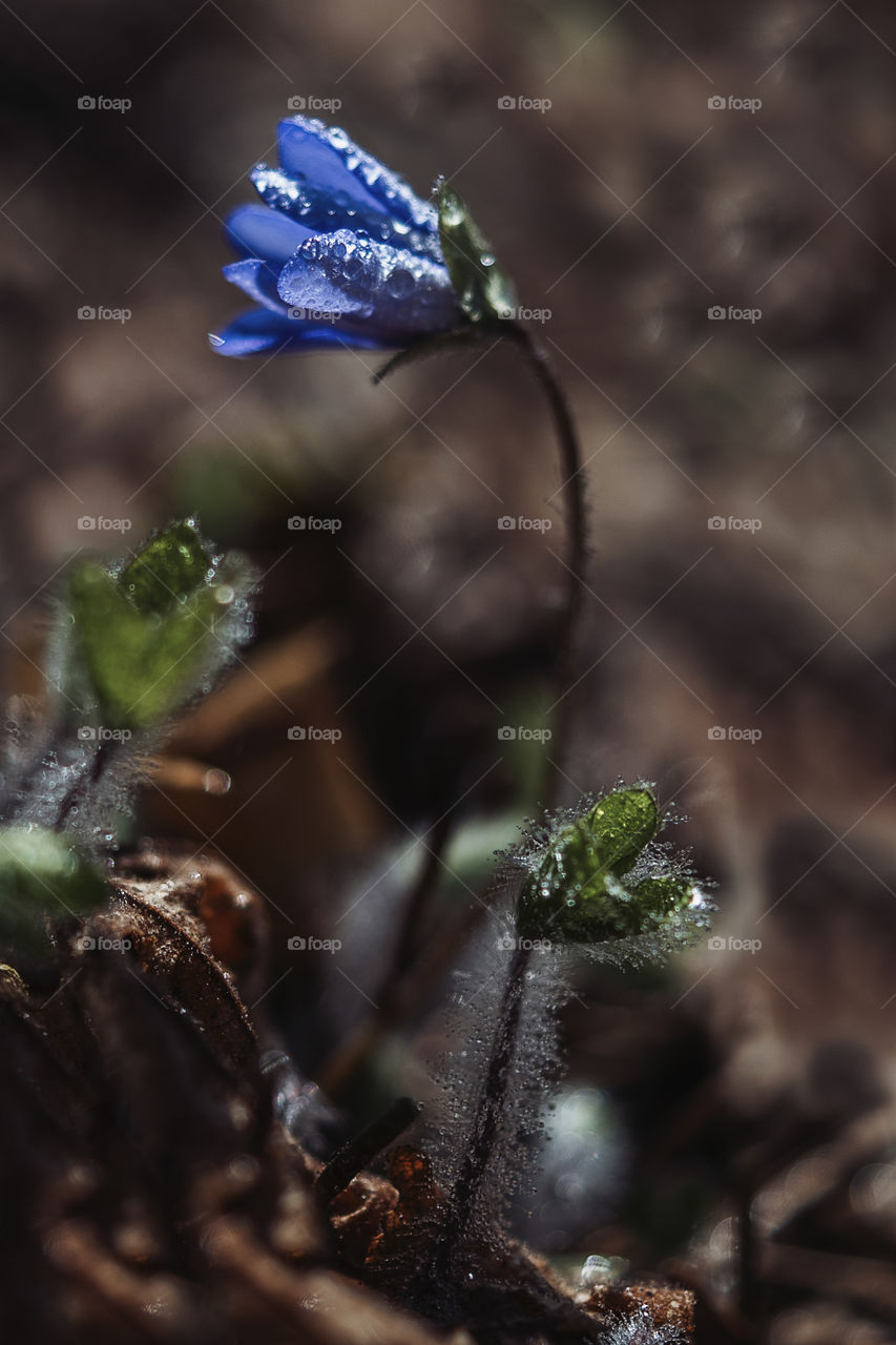 Spring flowers. Flora. Blue flowers.