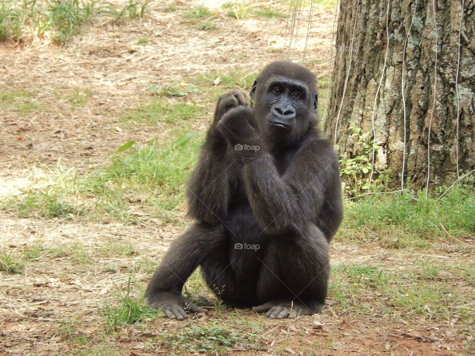 Gorilla 
