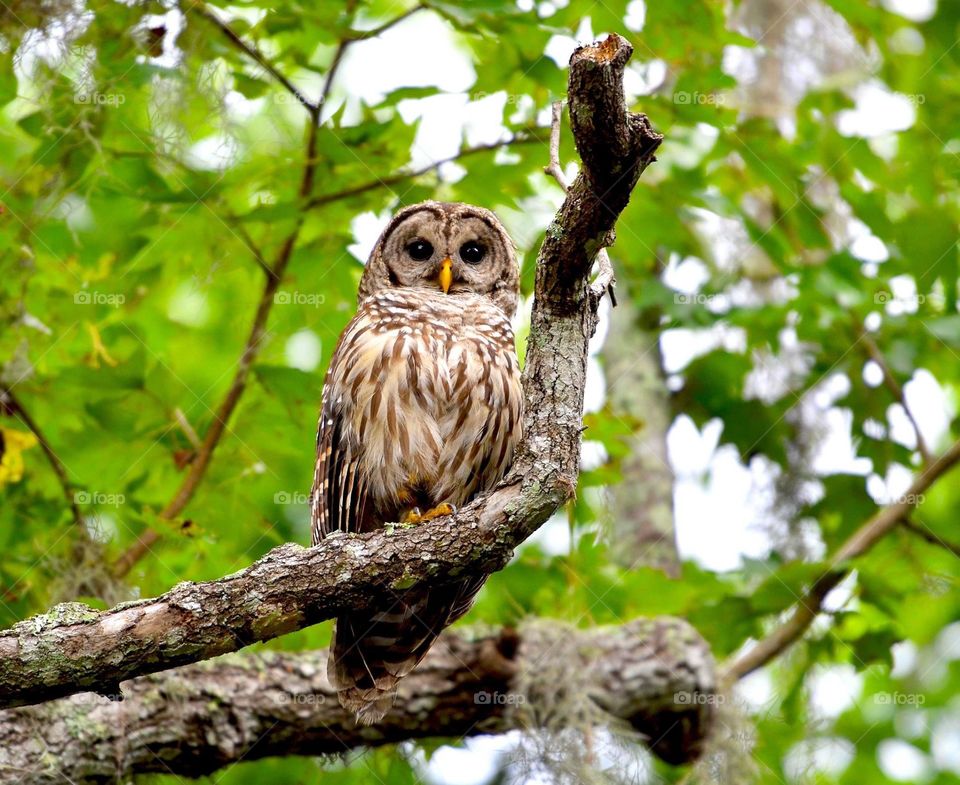 Barred Owl at Lake Woodruff National Wildlife Refuge.  Nikon D810.
