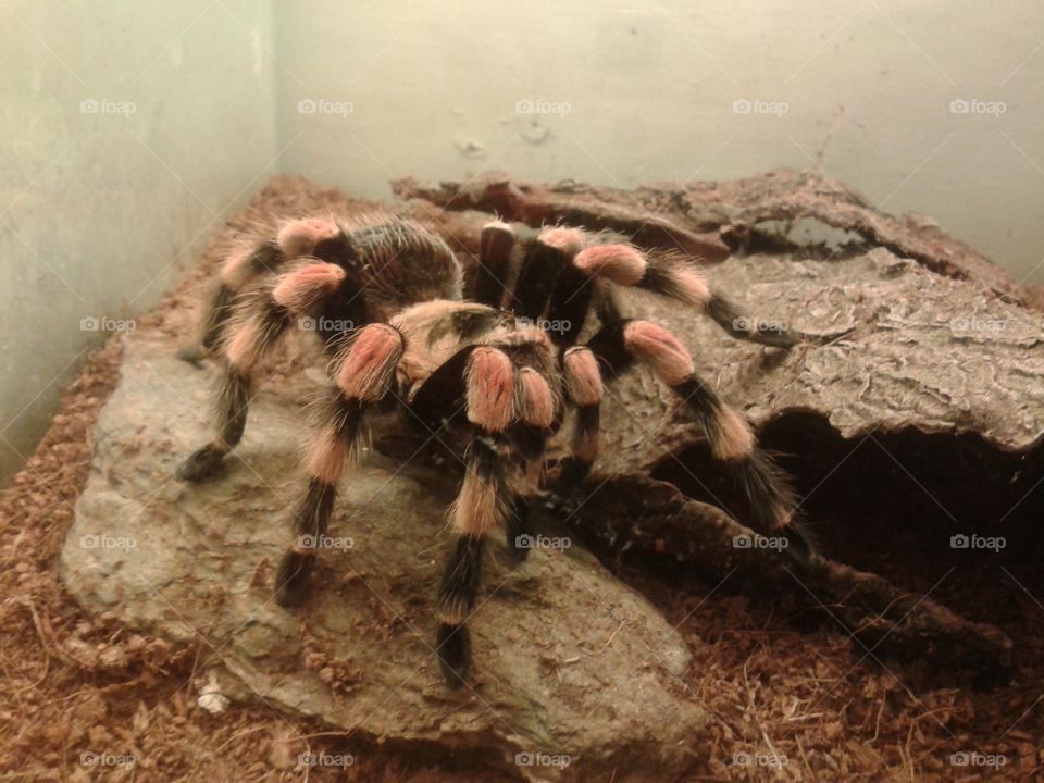 tarántula