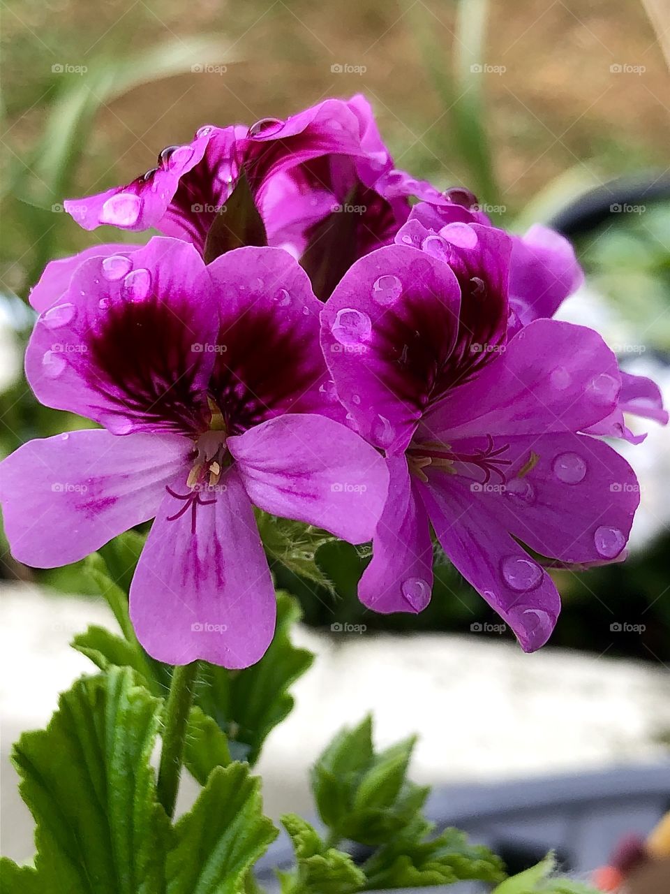 Pelargonium