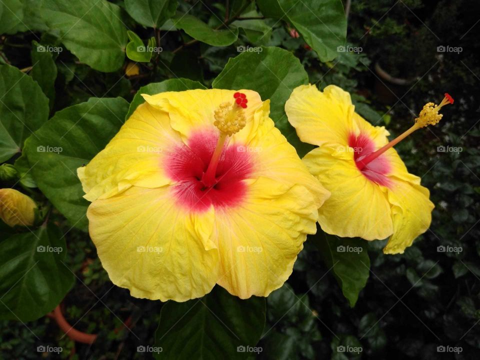 a beautiful two yellow hibiscus flowers