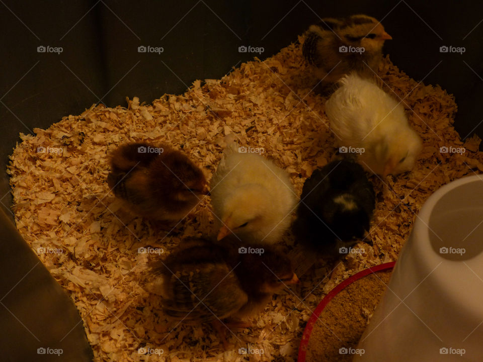 Baby chickens