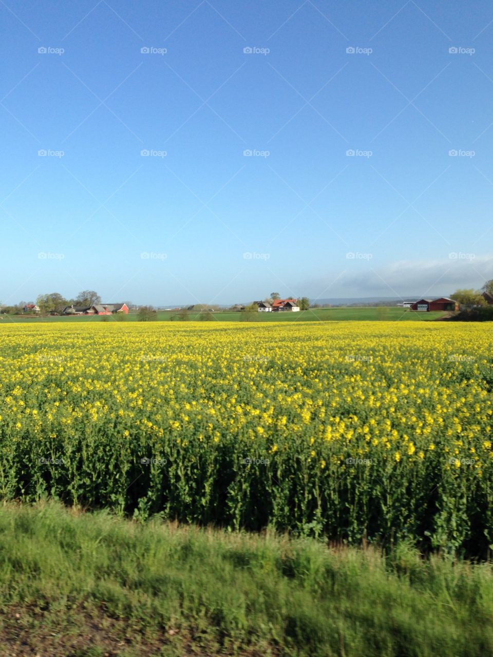 Yellow fields