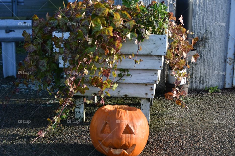 Halloween, Fall, No Person, Pumpkin, Flower