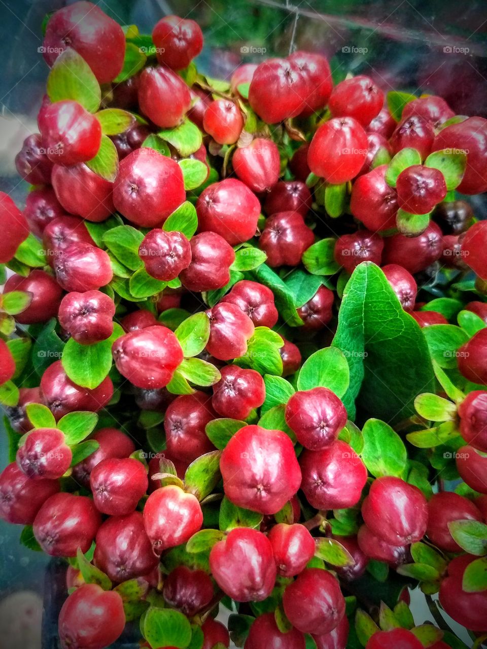 Red berry bouquet
