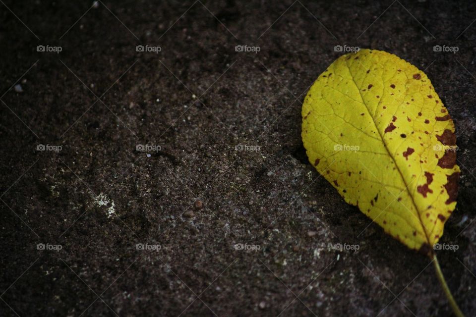 Yellow plant on Grey stone