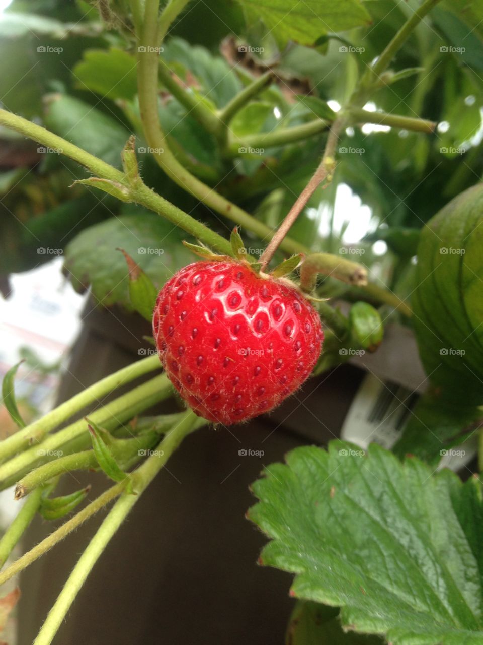 little teeny tiny strawberry