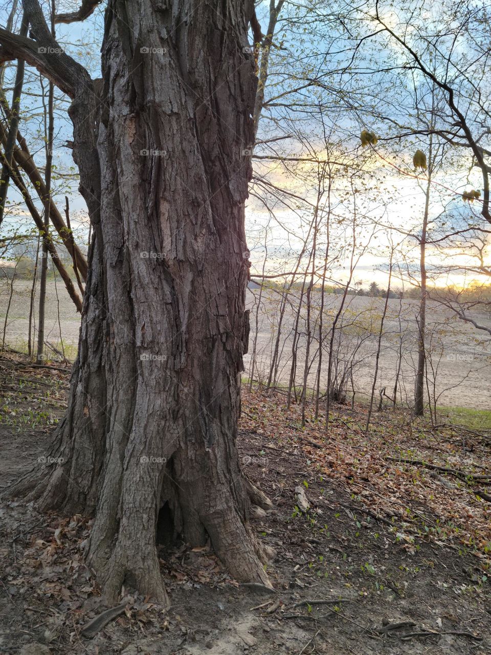Hole in the Bottom of the Tree