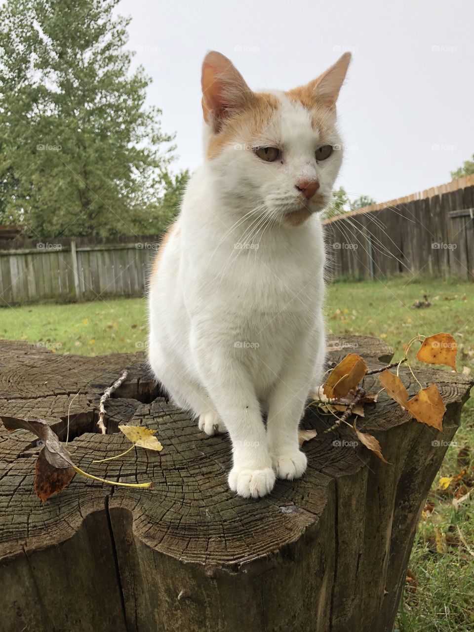 Cat sitting on old stump with autumn leaves