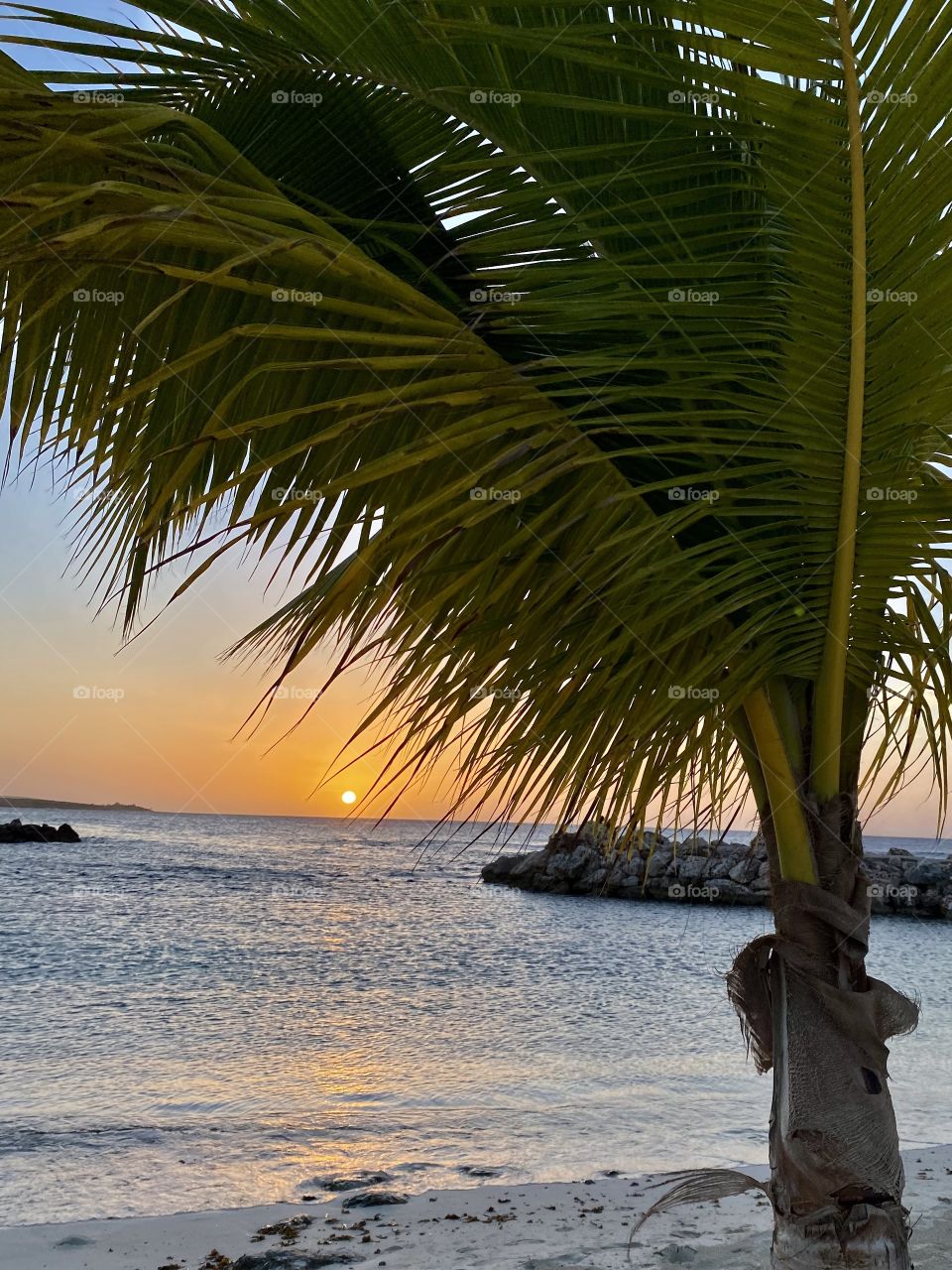 Beautiful sunset in Runway Bay Jamaica with a palm tree in front of it 
